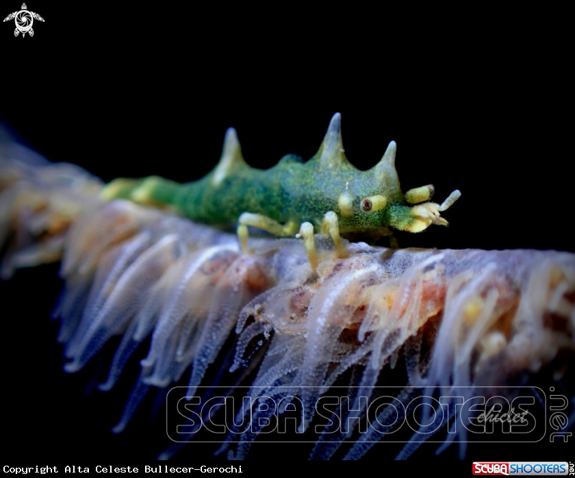 A Dragon shrimp