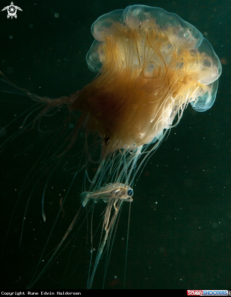 A Whitting