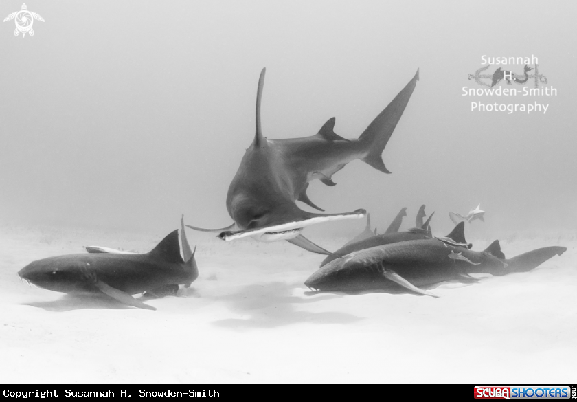 A Hammerhead