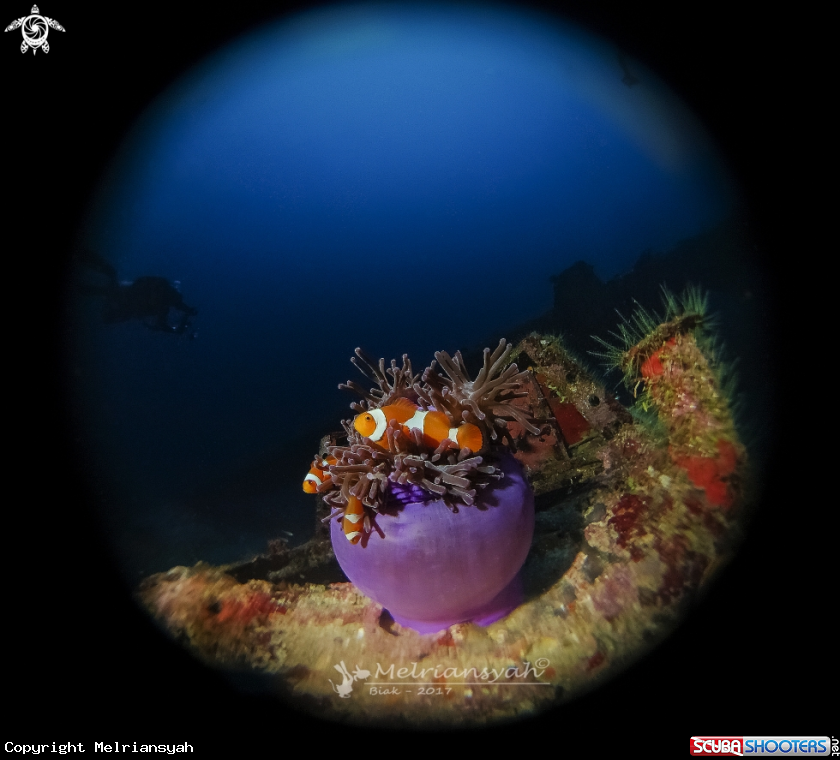 A Clown Fish