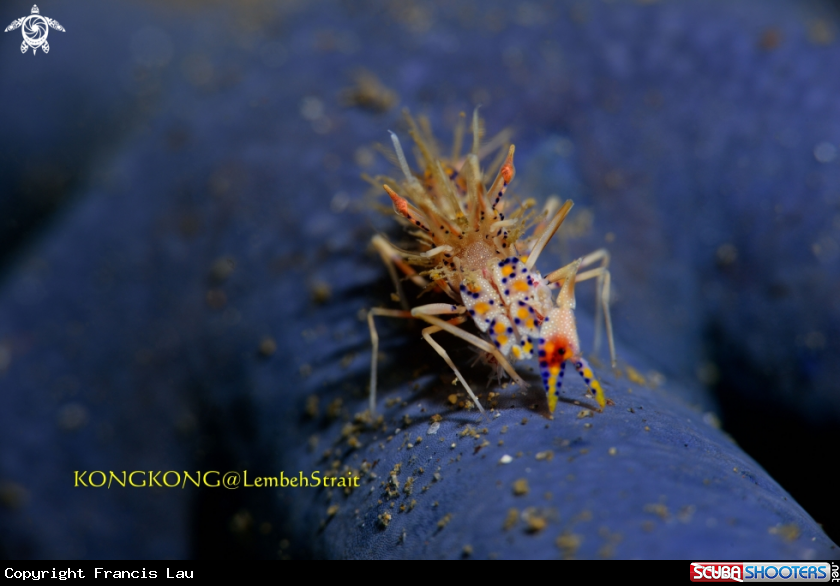 A Tiger shrimp