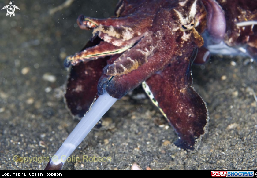 A cattel fish