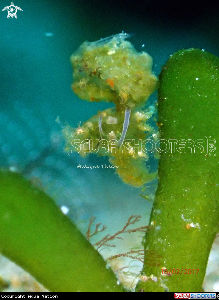 A Algae Shrimp