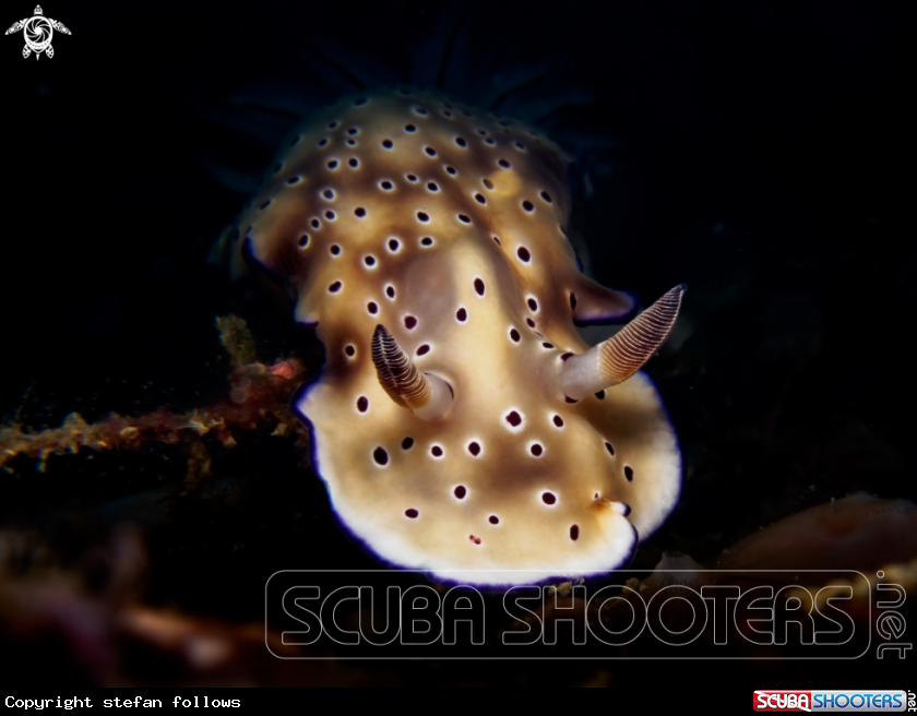 A Hypselodoris tryoni