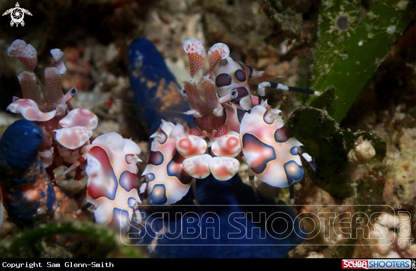 A Harlequin Shrimp