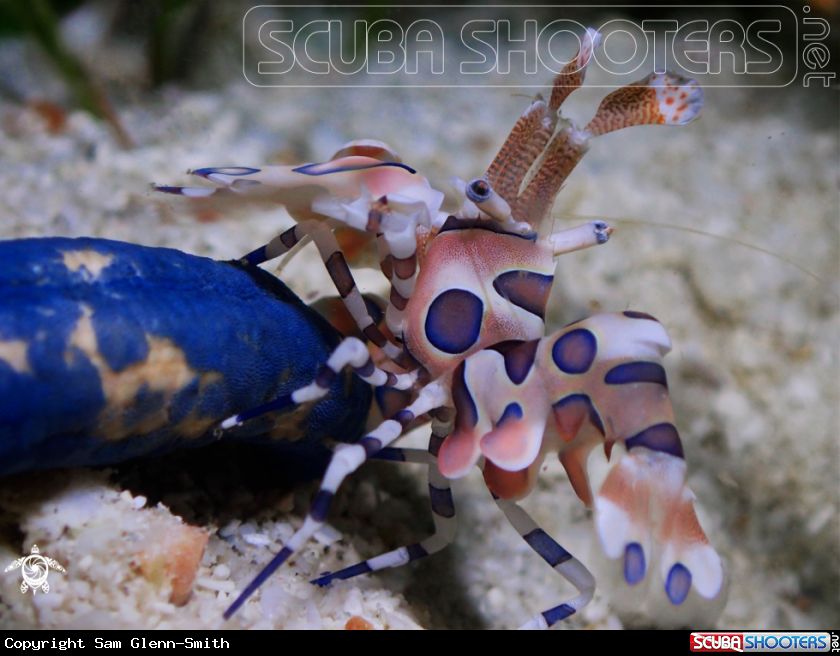 A Harlequin Shrimp