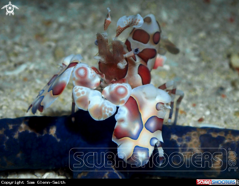 A Harlequin Shrimp