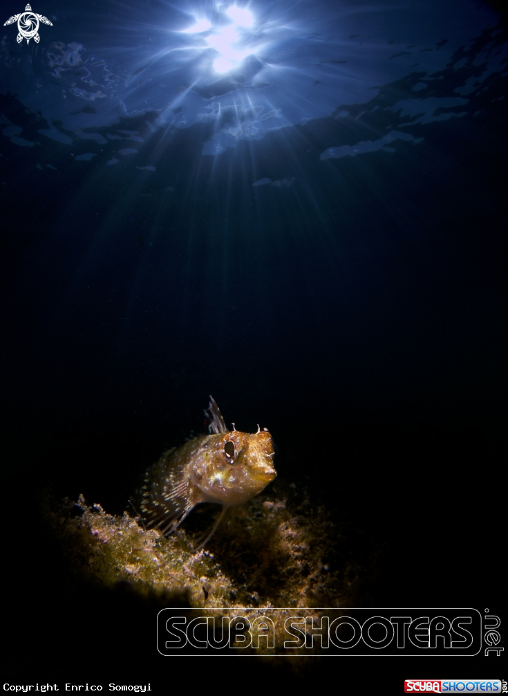 A Blenny?