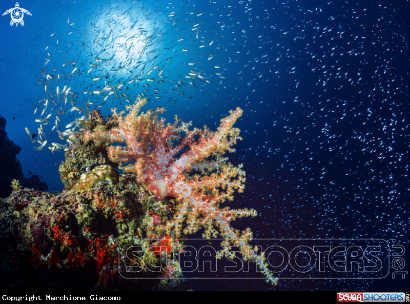 A Soft coral