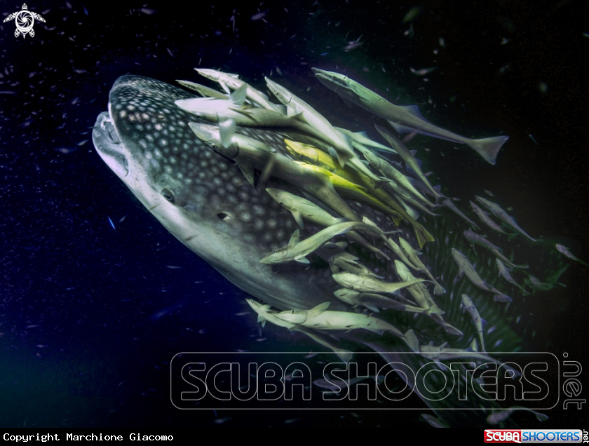 A Whale shark