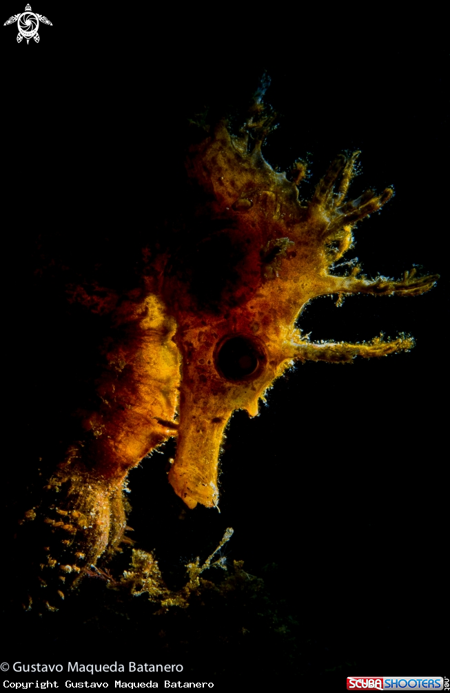 A Seahorse