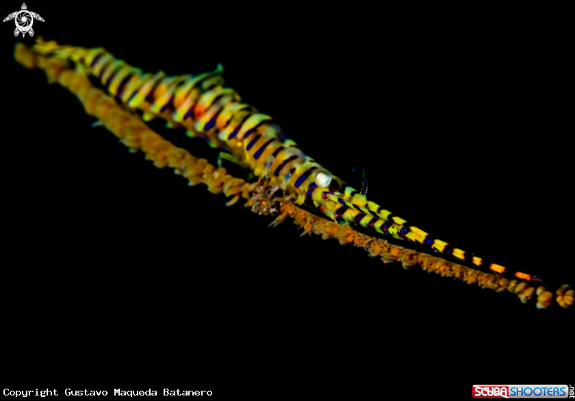 A Sawblade shrimp