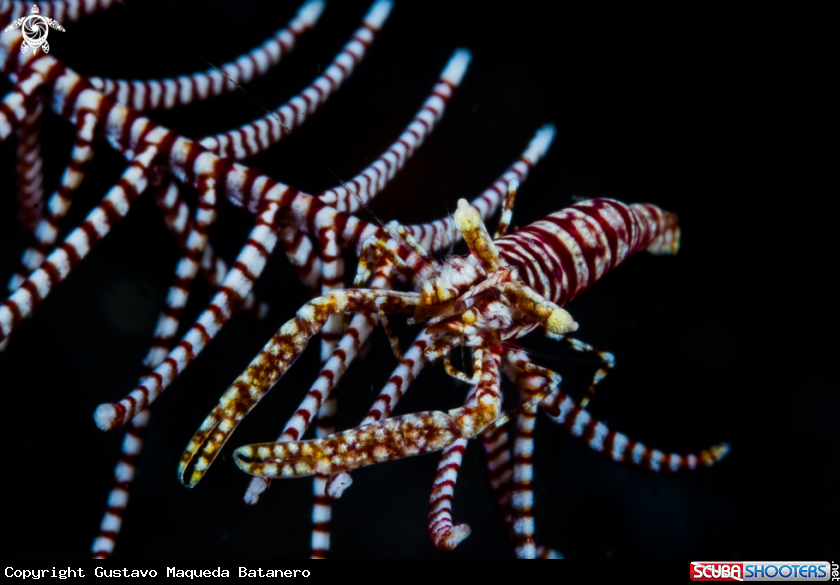 A Crinoid shrimp