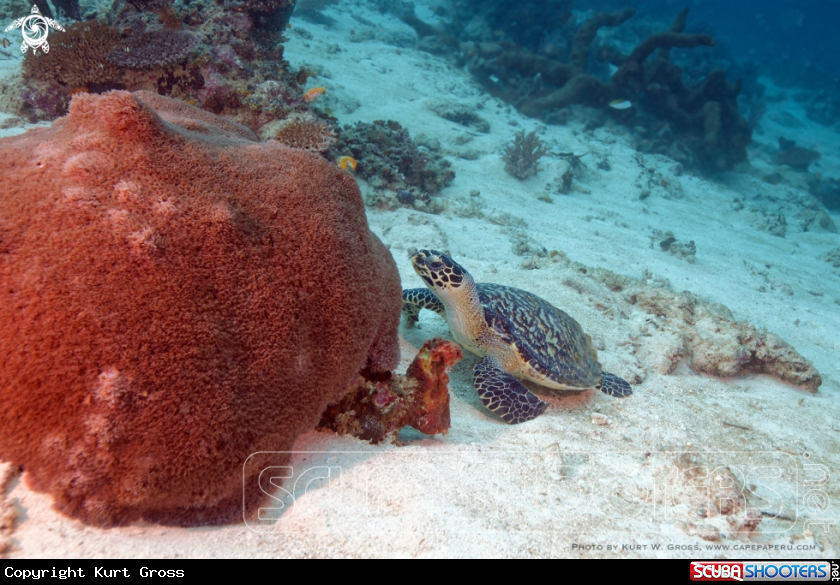 A Turtle