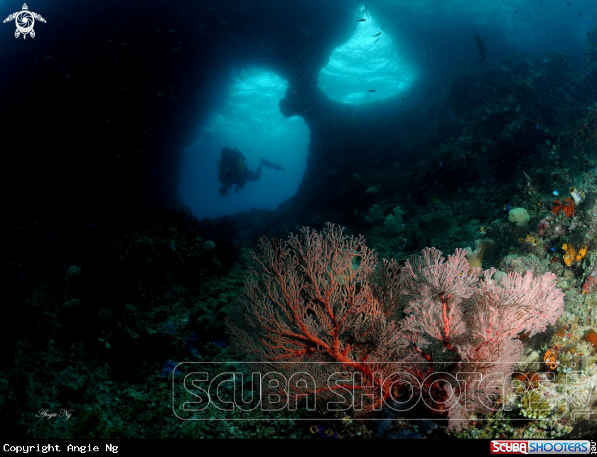 A Sea Fans