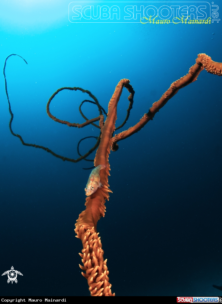 A Goby and whipcoral