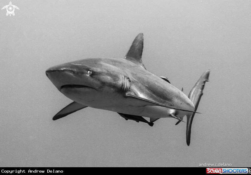 A Gray Reef Shark