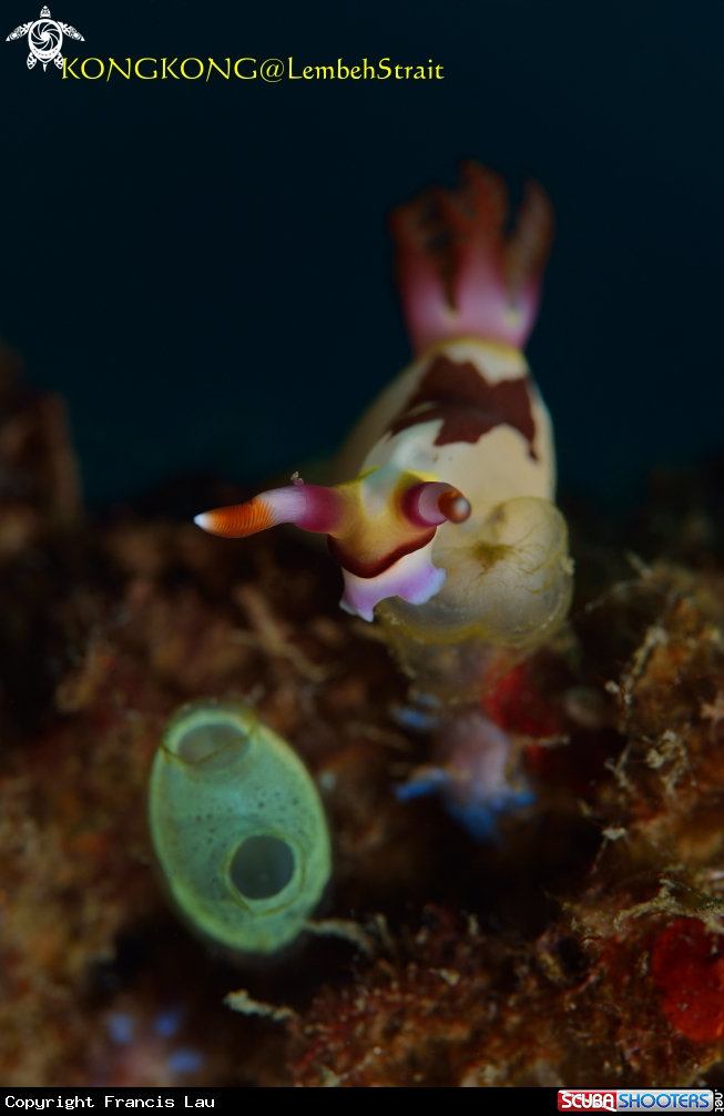 A Nudibranch