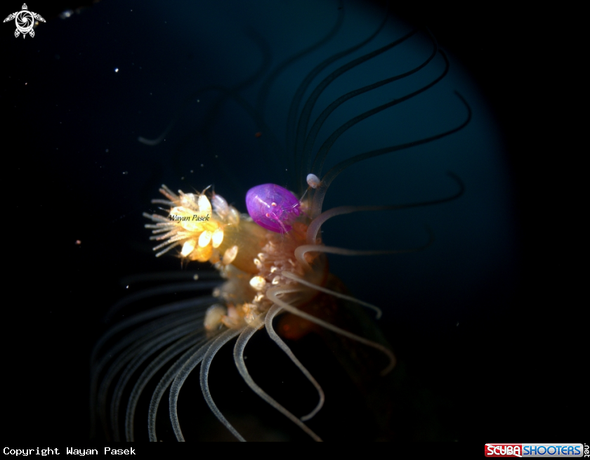 A Amphipods