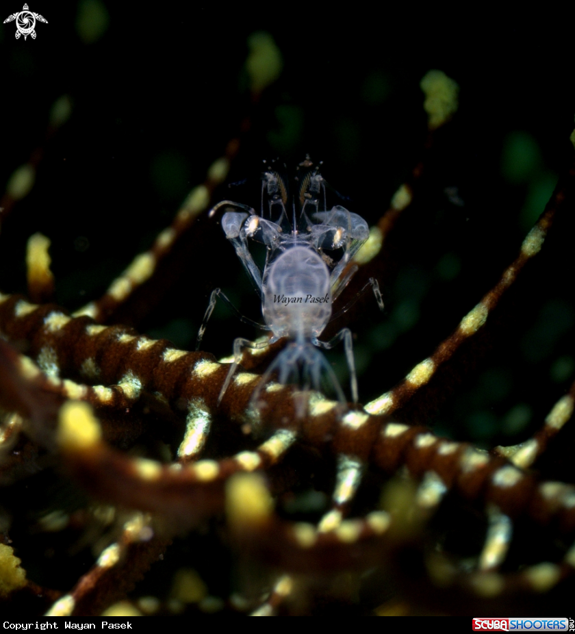 A Crystal Shrimp