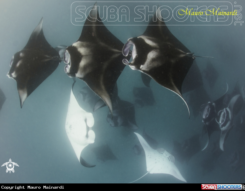 A Mantas