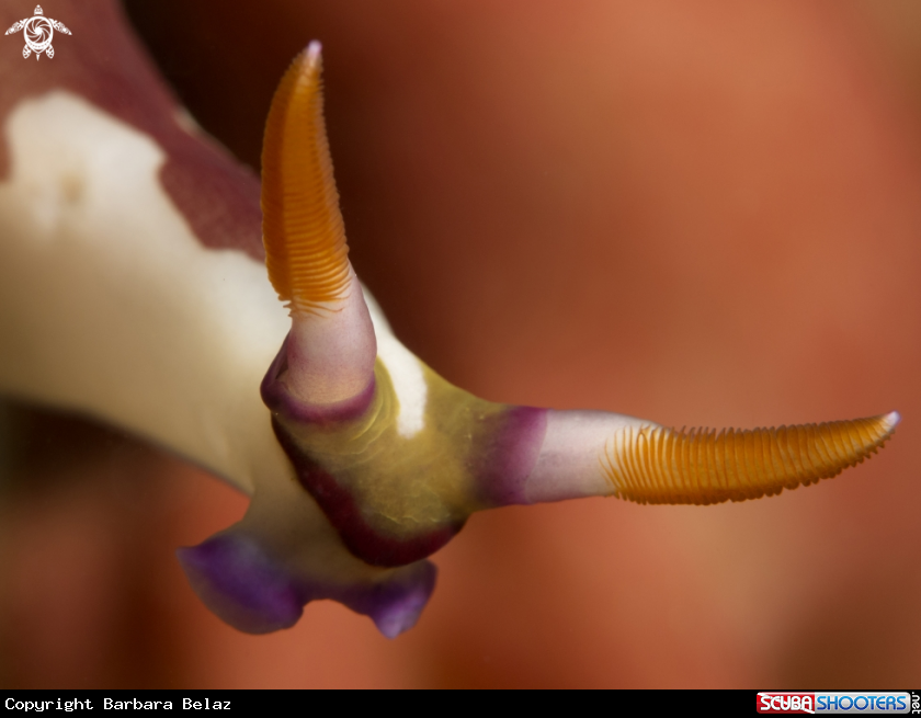 A Nudibranch