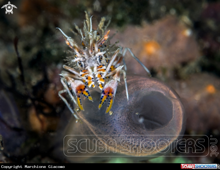 A Tiger shrimp