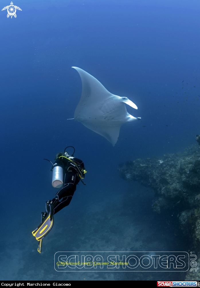 A Manta birostris