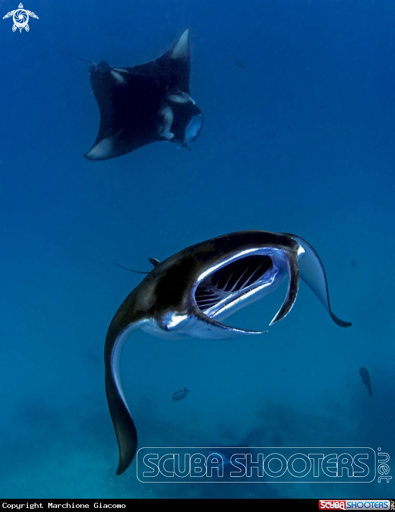 A Manta birostris