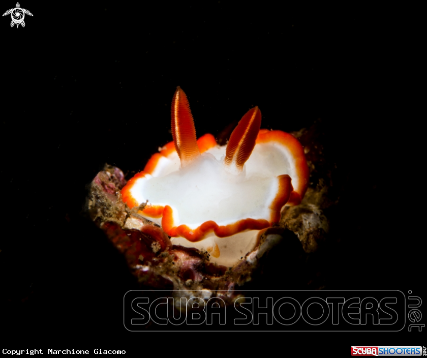 A Nudibranch