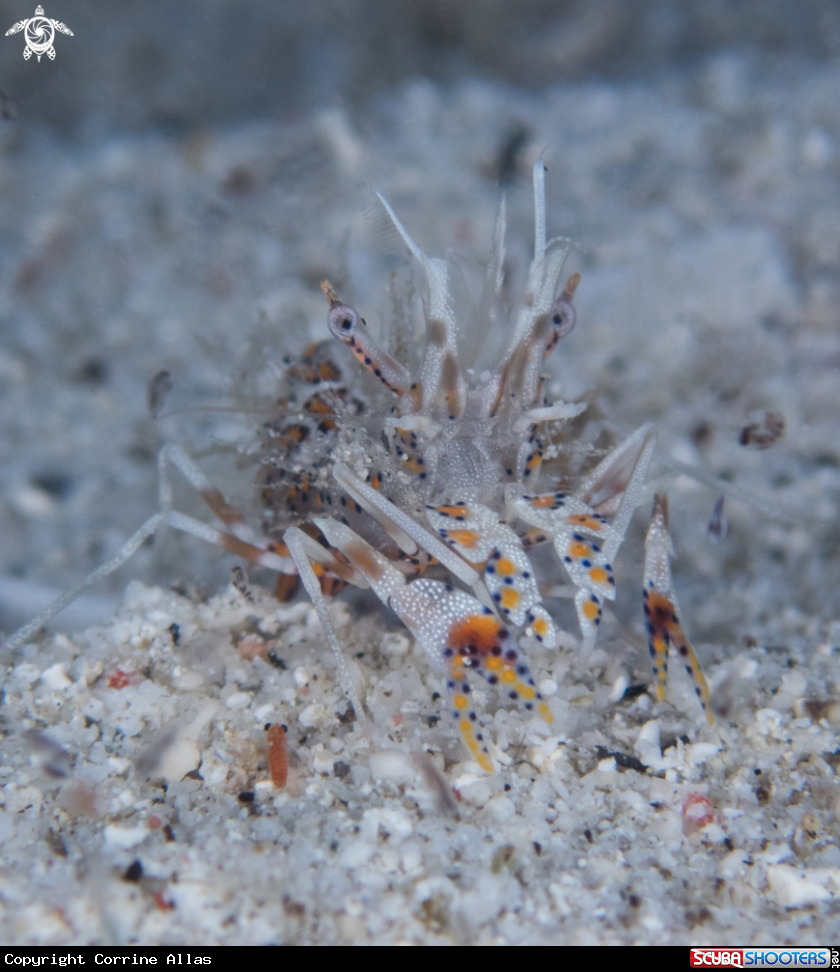 A Tiger or Bongo shrimp