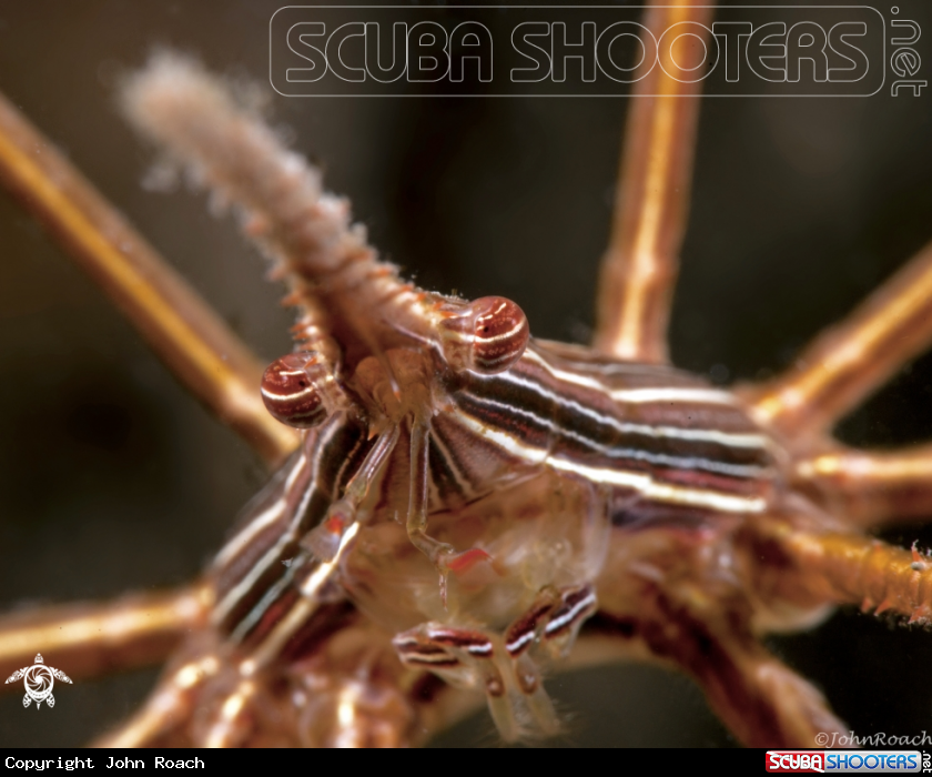 A Arrow Crab