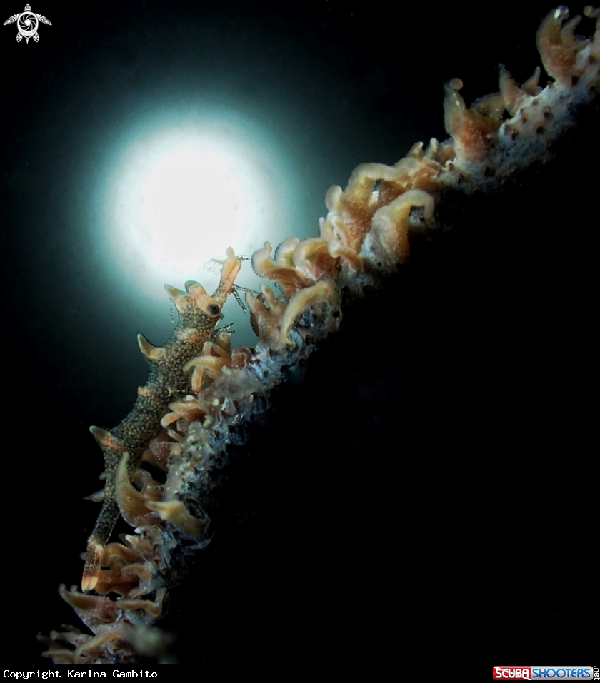 A Dragon Shrimp