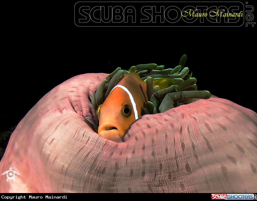 A clownfish and anemone