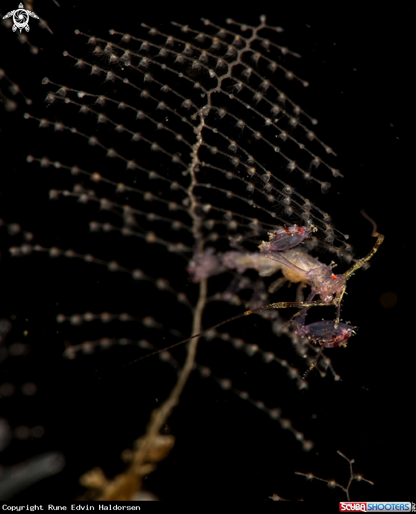 A Skeleton shrimp