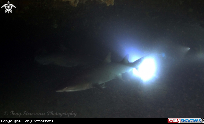 A Grey Nurse Shark