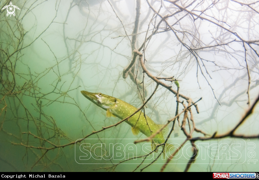 A Pike