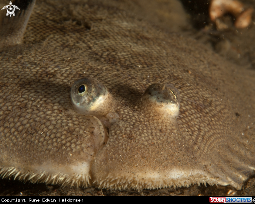 A Flounder