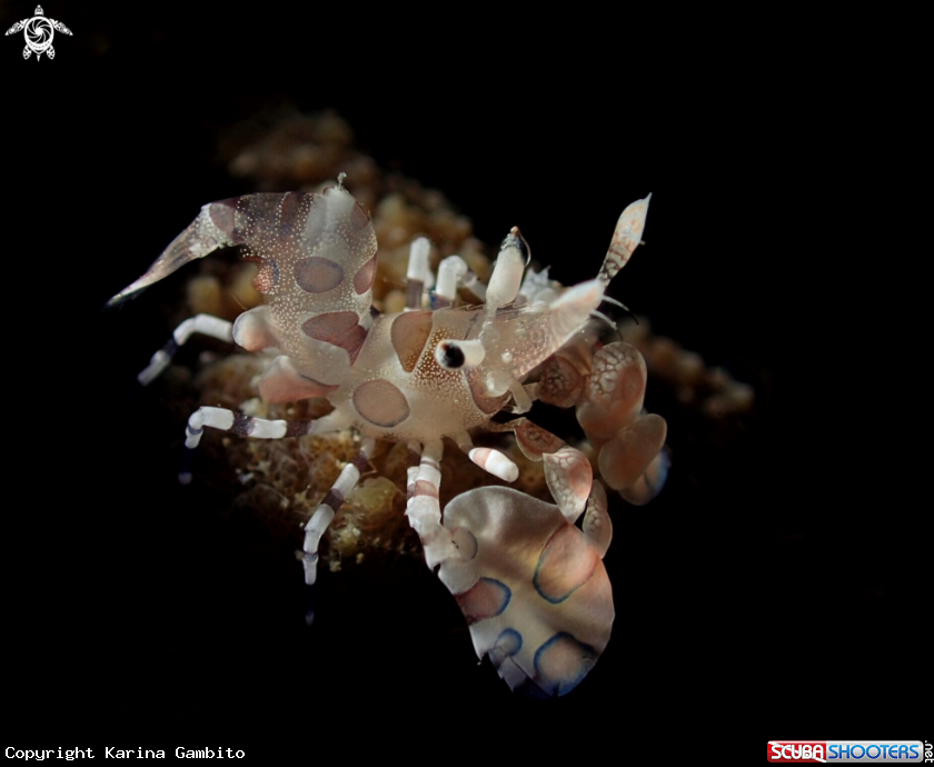 A Harleyquin Shrimp