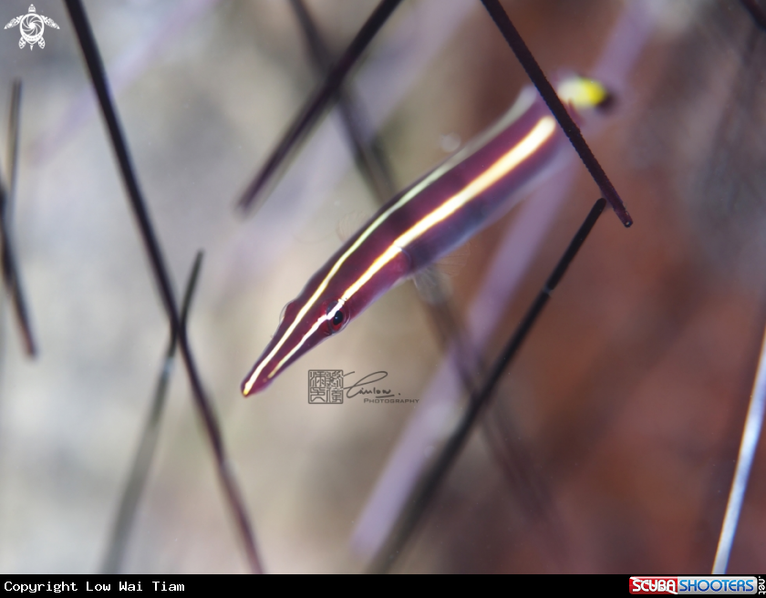 A Urchin Clingfish