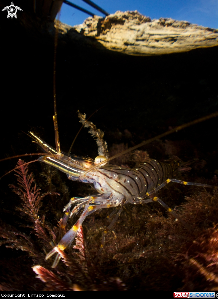 A Shrimp
