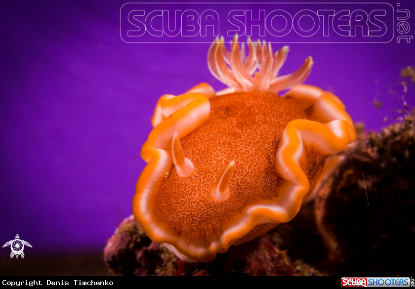 A NUDIBRANCH