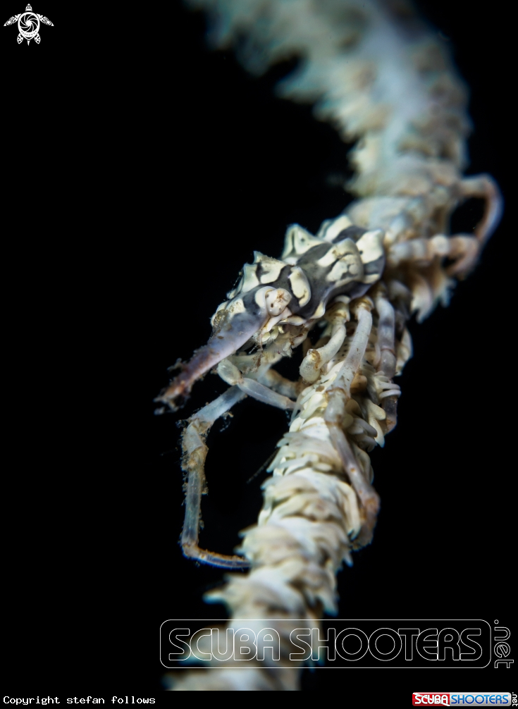 A Xeno Crab