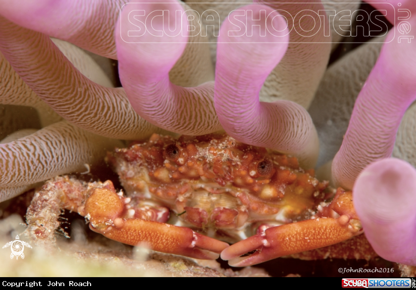 A Banded clinging crab