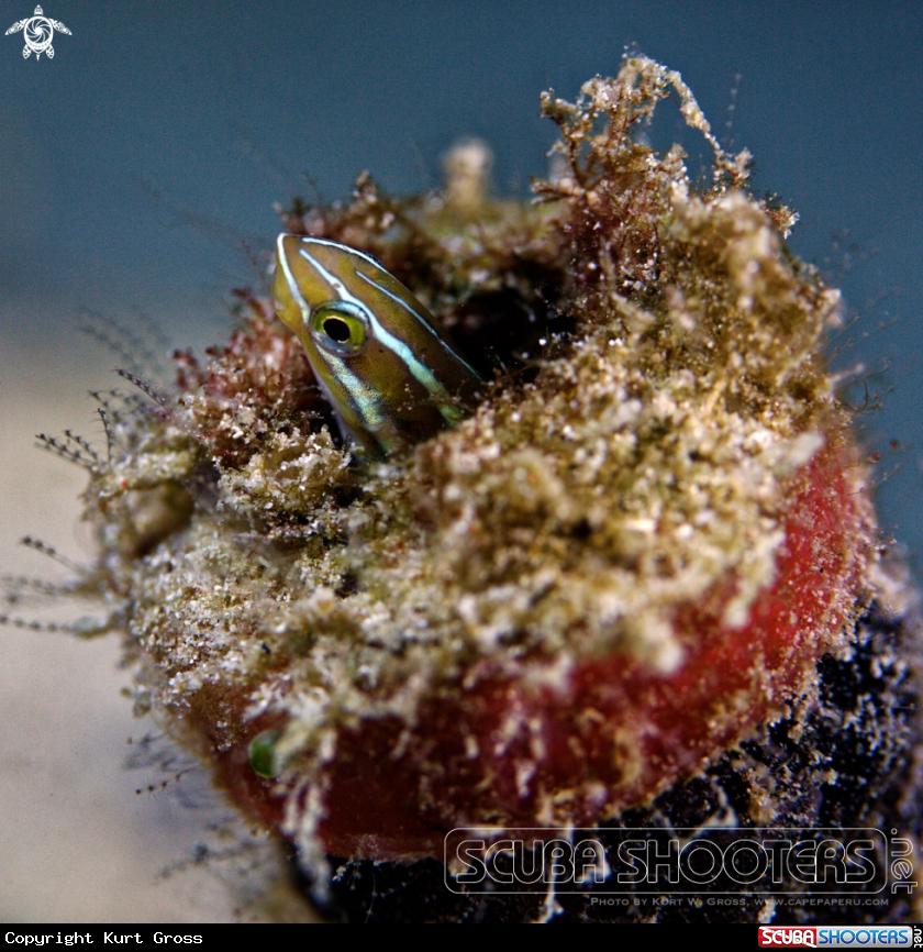 A Blenny