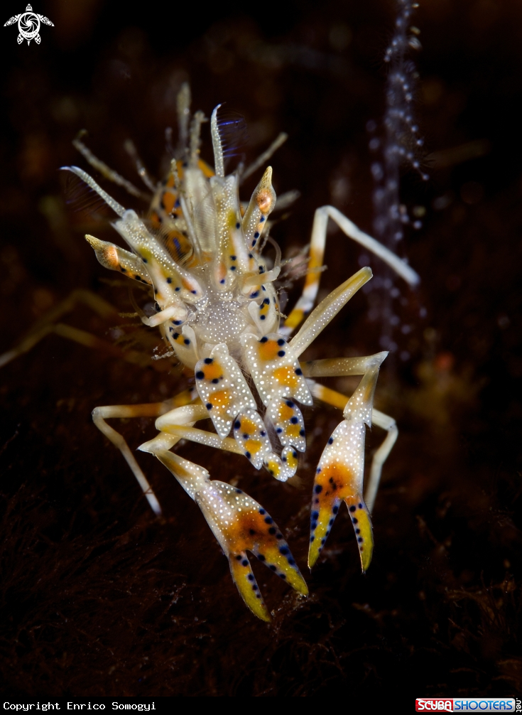 A Tigershrimp