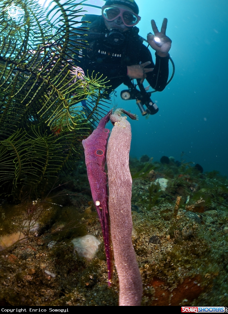A Sawbladeshrimp