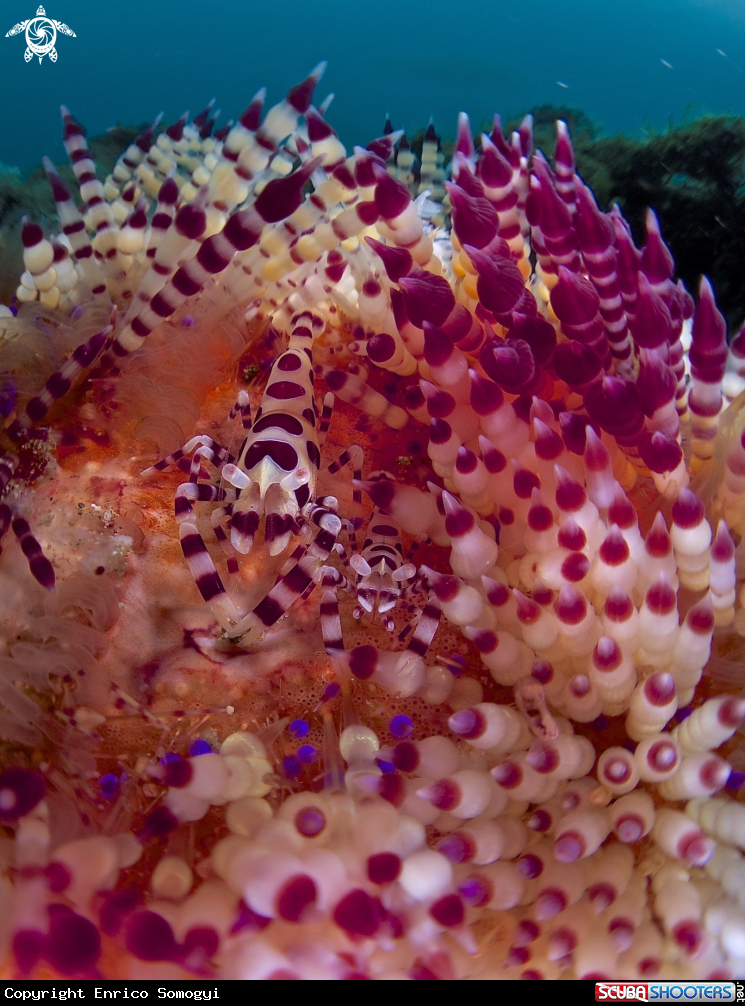 A Coleman Shrimp