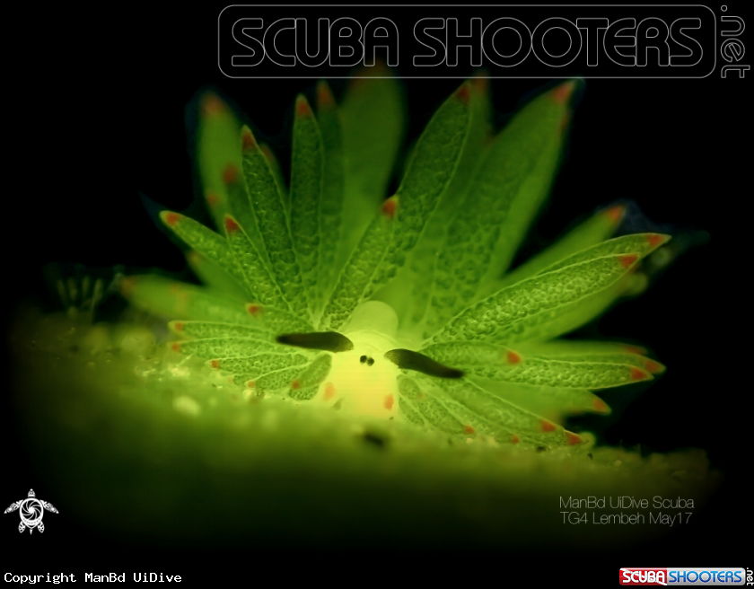 A Nudibranch 