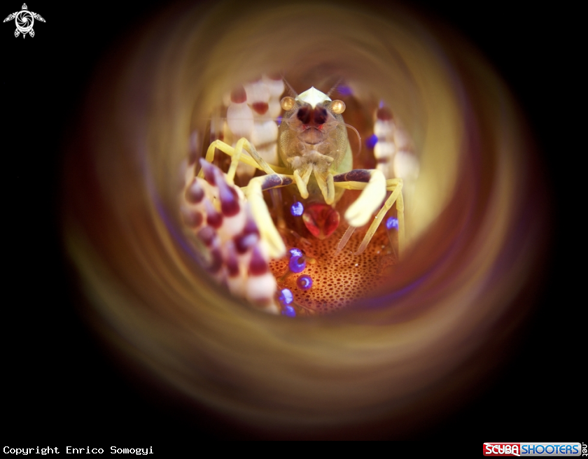 A Fireurchin Shrimp